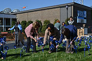 Pinwheel planting