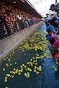 Duck race