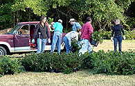 Azalea celebration