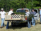 Azalea celebration