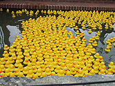 Ducks in water