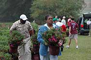 Azalea distribution