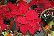 Poinsettiaa