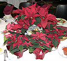 poinsettia