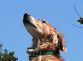 Pooch Parade