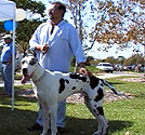 Pooch Parade