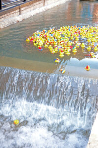 Great American Tobacco Duck Race