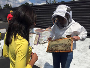 CBC bee hives