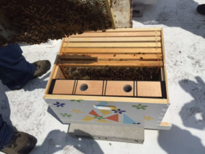 CBC bee hives