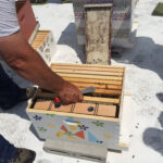 CBC bee hives