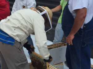 CBC bee hives