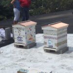 CBC bee hives