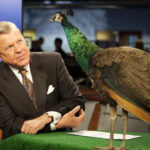 The WRAL peacock