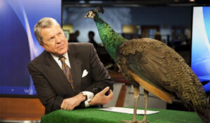 The WRAL peacock