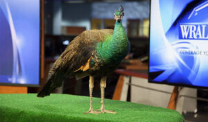 The WRAL peacock