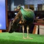 The WRAL peacock