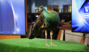 The WRAL peacock