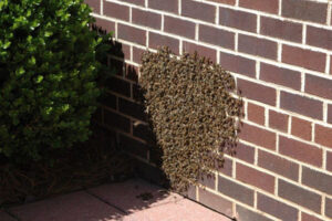 CBC bee swarm