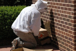 CBC bee swarm