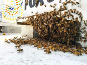 CBC bee swarm