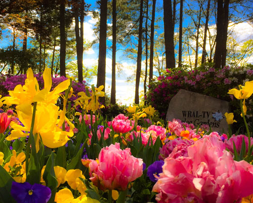 Marc Derro - 2016 WRAL Gardens Photo Contest winner