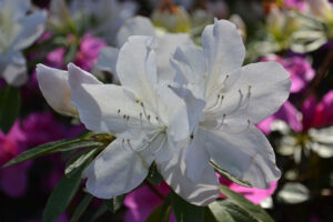 WRAL azalea