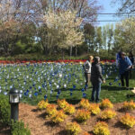 CBC Pinwheel Garden 2018