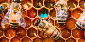 bees