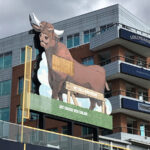 Durham Bulls Snorting Bull