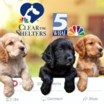 Clear the Shelters