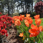 WRAL Gardens