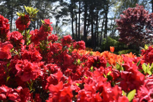 WRAL Gardens