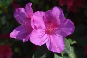 WRAL Gardens