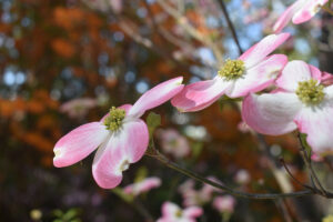 WRAL Gardens