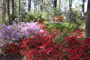 WRAL Gardens