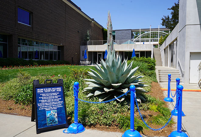 WRAL Gardens Century Plant