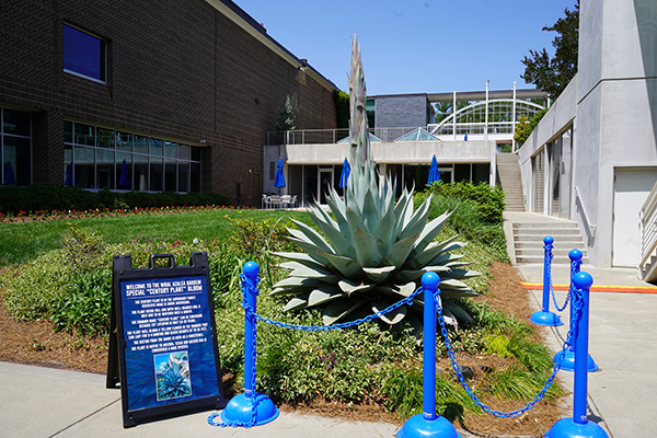 WRAL Gardens Century Plant