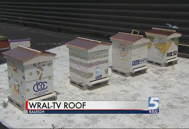 WRAL Bee hives