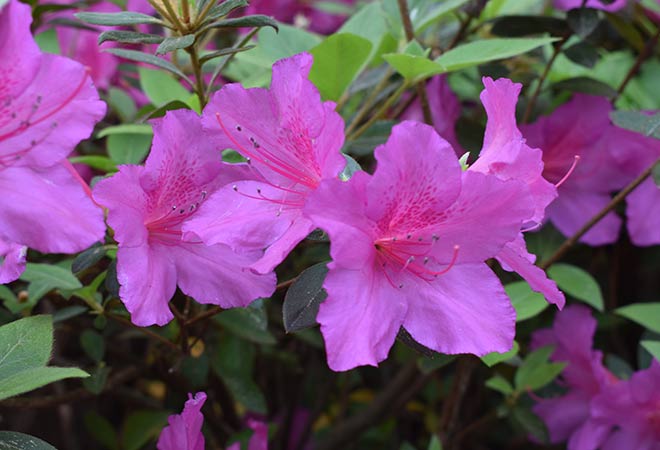 WRAL azaleas