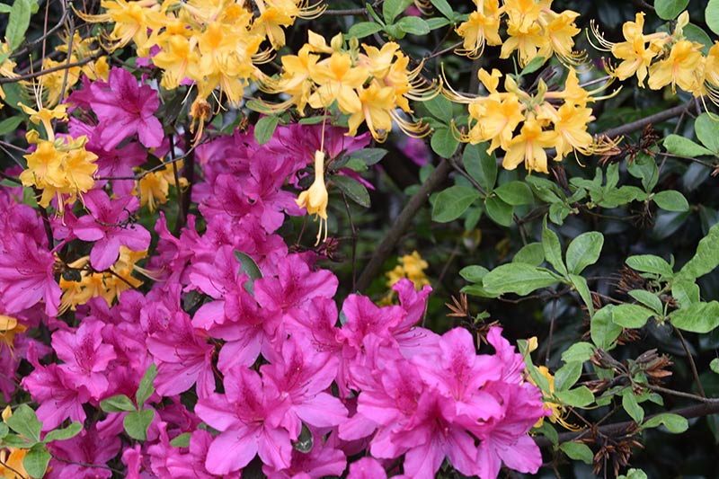 WRAL azaleas